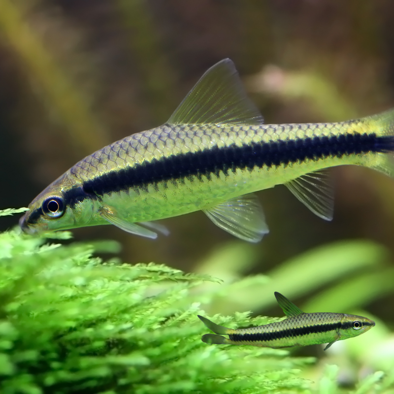 Siamese Algae Eater