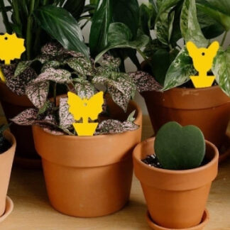 30-Pack of Fruit Fly Traps - House Plant Protection!