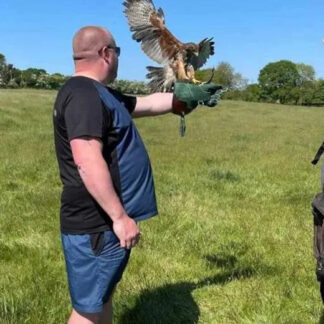 2-Hour Hands-On Birds of Prey Experience - Flying + Handling & Hawk Walk Upgrade! - Toras Falconry, Burntwood | Wowcher